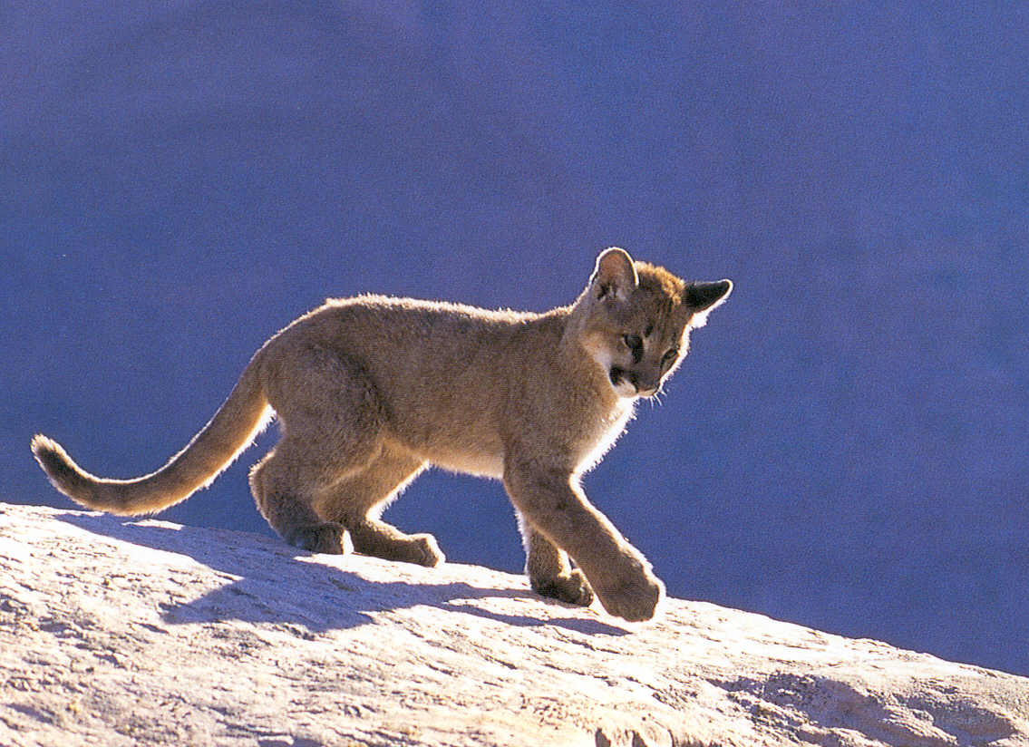 The Animal Photo Archive Cougarcub